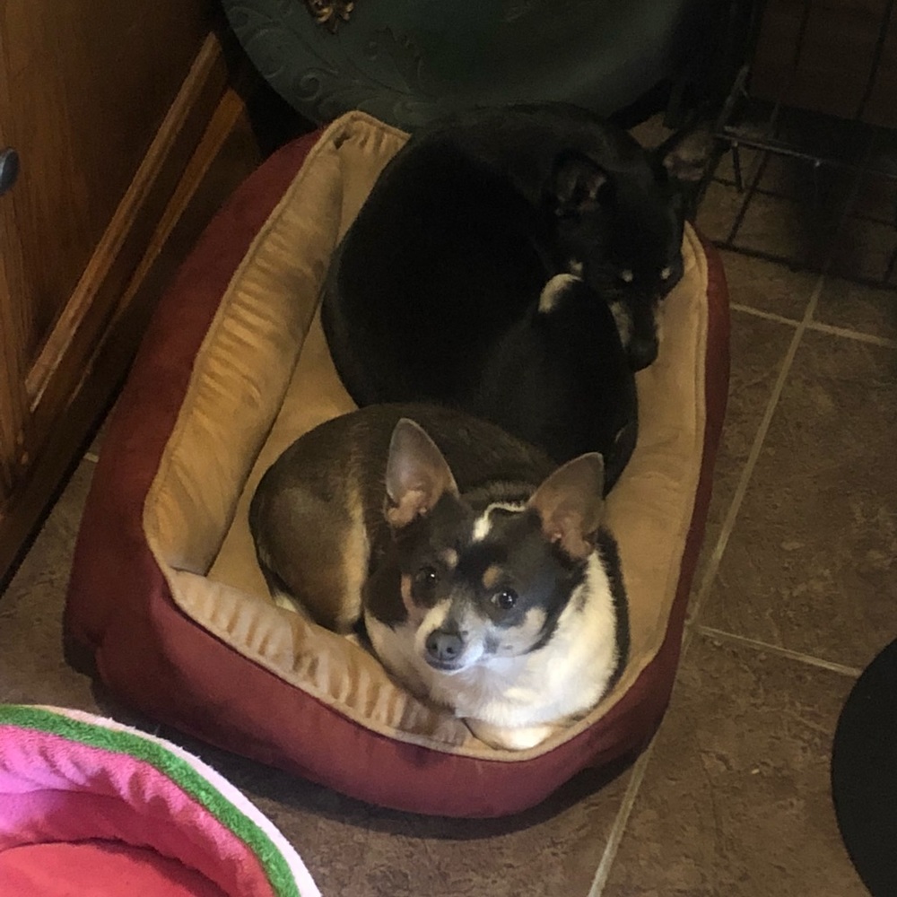 This is mine and Rachel’s fur babies. So much love - Picture 6 of 6